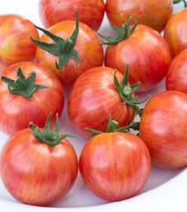 Rajče Artisan Pink Bumble Bee - Solanum lycopersicum - osivo rajčat - 5 ks