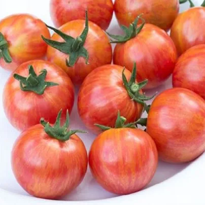 Rajče Artisan Pink Bumble Bee - Solanum lycopersicum - osivo rajčat - 5 ks