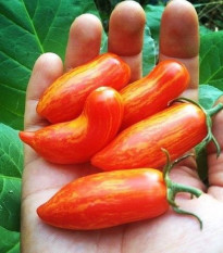 Rajče Sweet Casady - Solanum lycopersicum - osivo rajčat - 7 ks