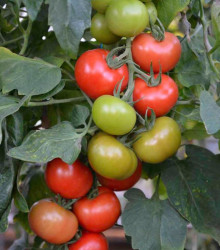 Rajče Crimson Crush F1 - Lycopersicon esculentum - osivo rajčat - 7 ks