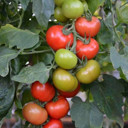Rajče Crimson Crush PhR F1 - Solanum lycopersicum - osivo rajčat - 7 ks