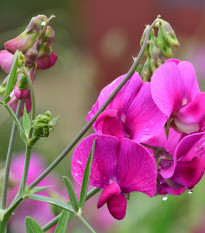 Hrachor vonný Painted Lady - Lathyrus odoratus - osivo hrachoru - 12 ks