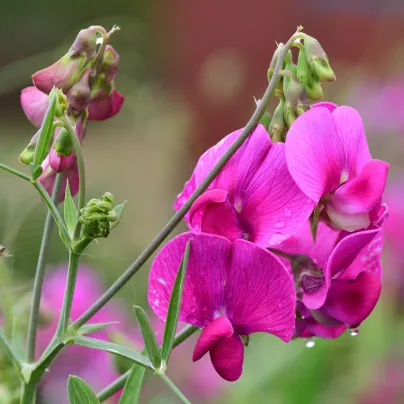 Hrachor vonný Painted Lady - Lathyrus odoratus - osivo hrachoru - 12 ks