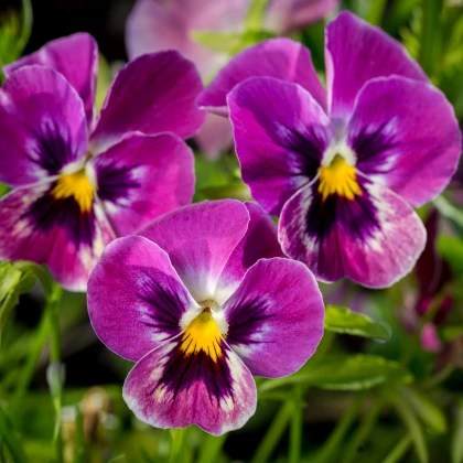 Violka rohatá Sorbet Carmine - Viola cornuta - osivo violky - 20 ks