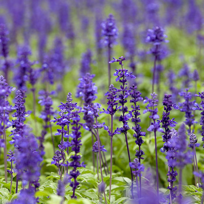 Šalvěj luční - Salvia pratensis - osivo šalvěje - 150 ks