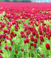 Jetel inkarnát - Trifolium incarnatum - osivo jetele - 150 ks