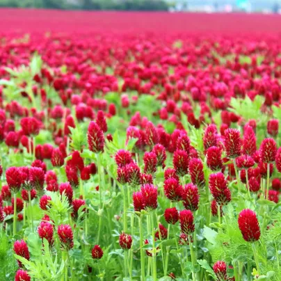 Jetel inkarnát - Trifolium incarnatum - osivo jetele - 150 ks