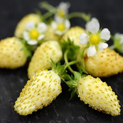 Jahodník měsíční Yellow Wonder - Fragaria vesca - osivo jahodníku - 200 ks