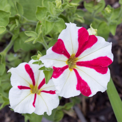 Petúnie mnohokvětá Henrietta F1 - Petunia hybrida - osivo petúnie - 30 ks