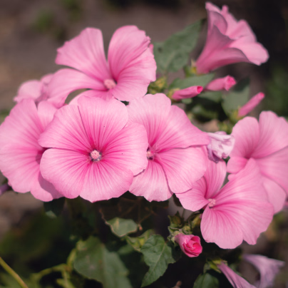 Petúnie mnohokvětá Claudia F1 - Petunia hybrida - osivo petúnie - 30 ks