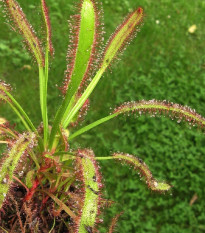 Rosnatka kapská obrovská - Drosera capensis giant - osivo rosnatky - 15 ks