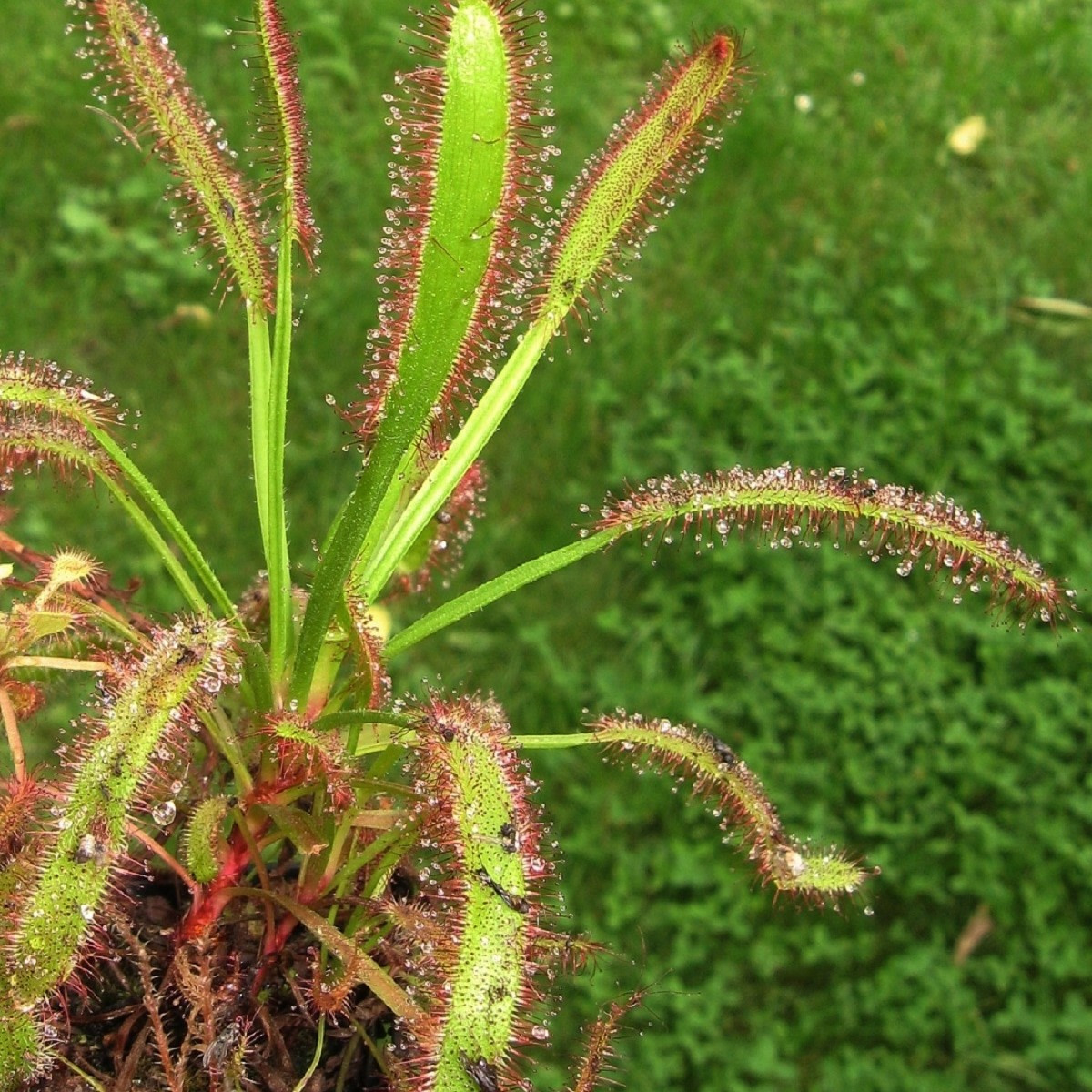 Rosnatka kapská obrovská - Drosera capensis giant - osivo rosnatky - 15 ks
