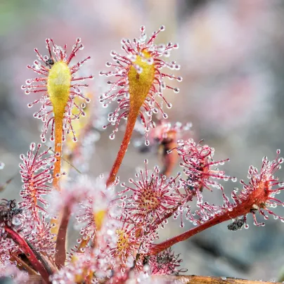 Rosnatka kapská Triffid Rose - Drosera Capensis - osivo rostatky - 15 ks