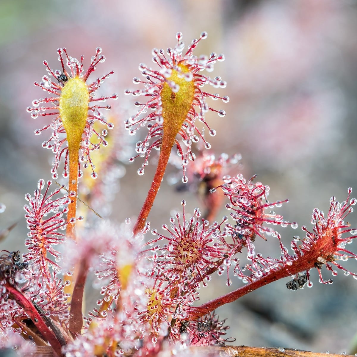 Rosnatka kapská Triffid Rose - Drosera Capensis - osivo rostatky - 15 ks