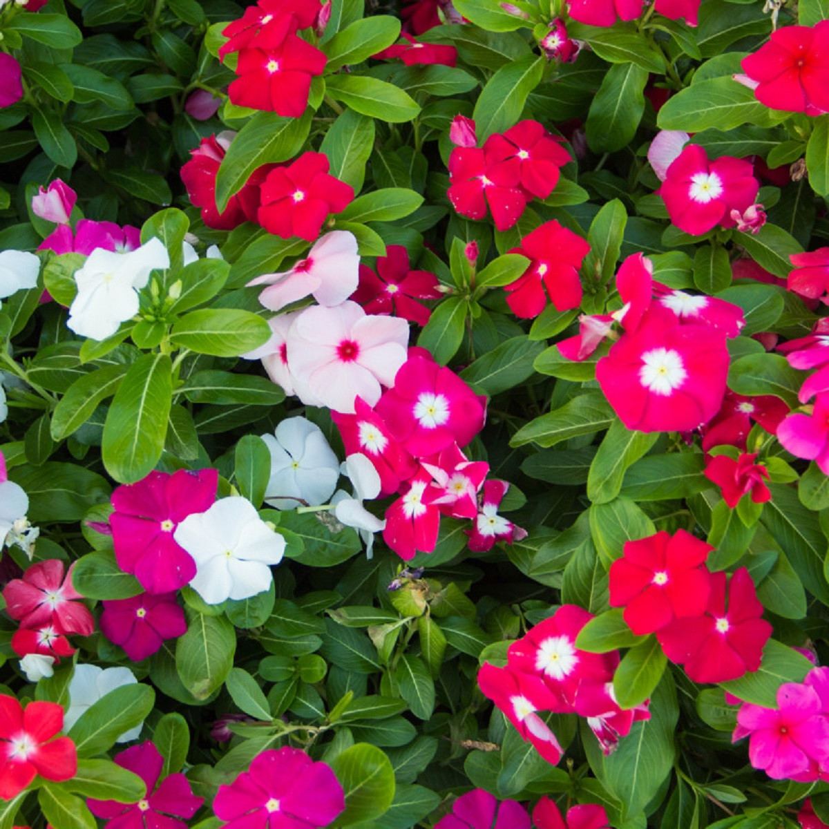 Barvínek Mediterranean Mix F1 - Catharanthus roseus - osivo barvínku - 30 ks