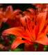 Lilie asijská Forever summer - Lilium - cibule lilií - 1 ks
