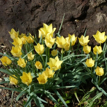 Tulipán Batalinii Bright Gem - Tulipa - cibule tulipánů - 3 ks