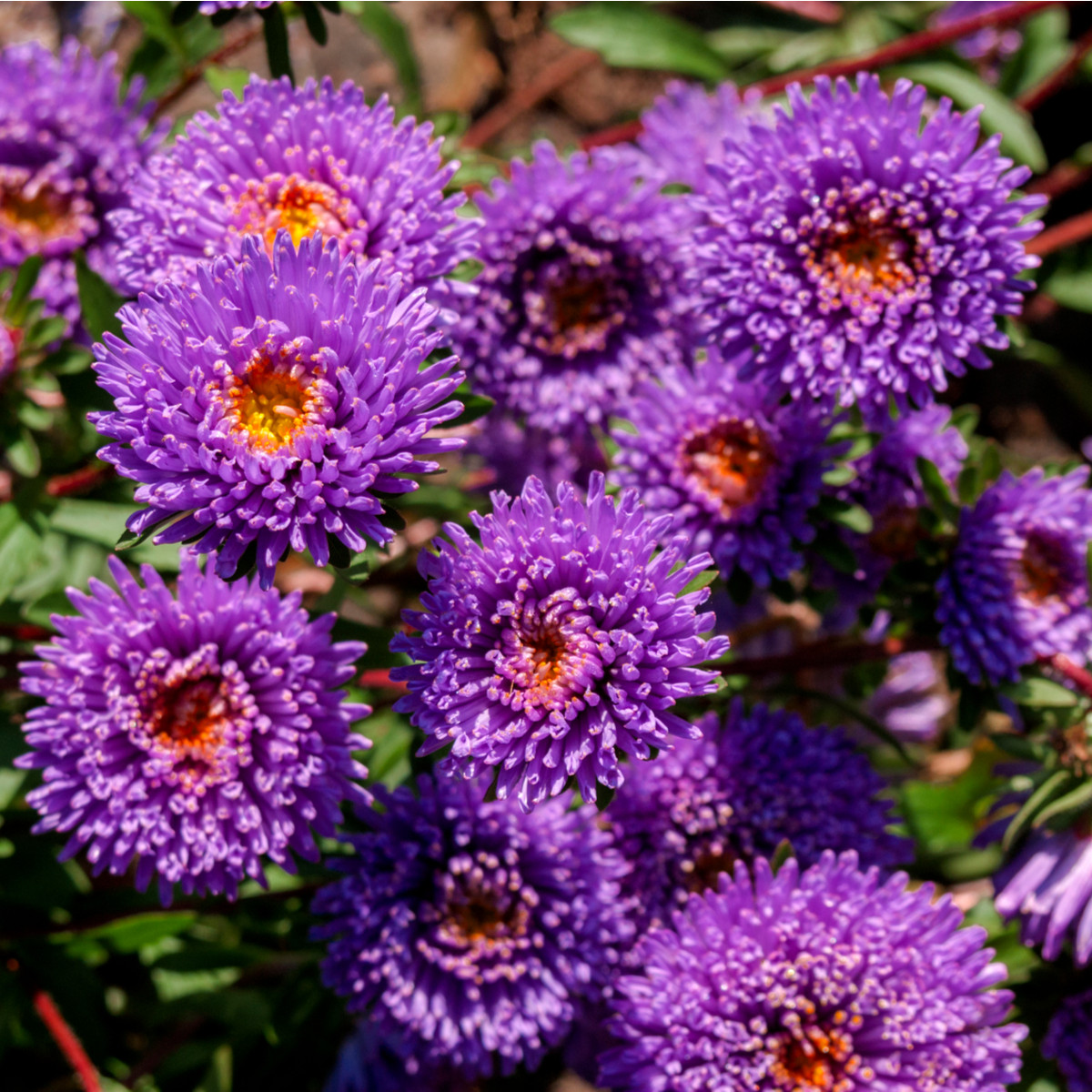 Astra čínská modrá Princess - Calistephus chinensis - osivo astry - 50 ks