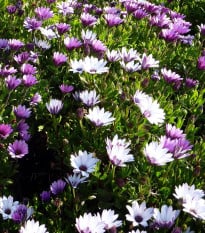 Paprskovka Asti Mix F1 - Osteospermum ecklonis - osivo paprskovky - 6 ks