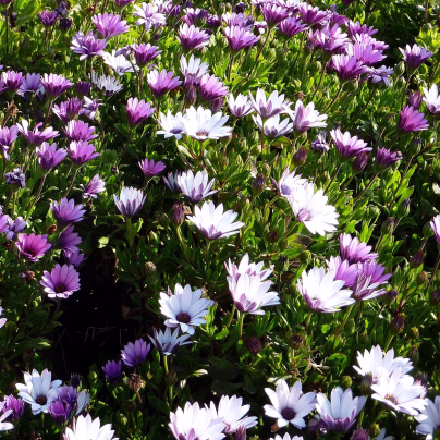 Paprskovka - Osteospermum eclonis asti mix - osivo paprskovky - 6 ks