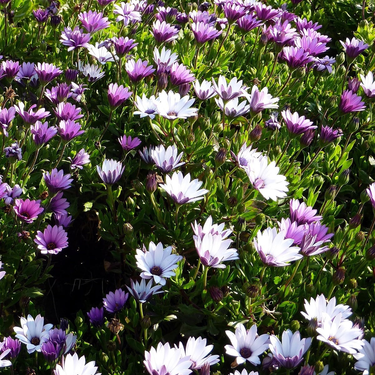Paprskovka Asti Mix F1 - Osteospermum ecklonis - osivo paprskovky - 6 ks