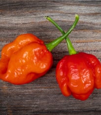 Chilli 7 Pot Douglah Red - Capsicum chinense - osivo chilli - 7 ks