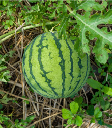 Meloun vodní Primaorange F1 - Citrullus lanatus - osivo melounu - 7 ks