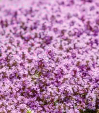 Mateřídouška úzkolistá Magic Carpet - Thymus Serpyllum - osivo mateřídoušky - 0,03 g