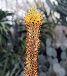 Aloe castanea - Aloe castanea - osivo aloe - 6 ks