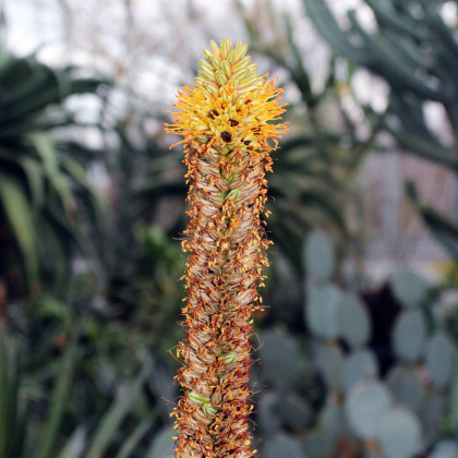 Aloe castanea - Aloe castanea - osivo aloe - 6 ks