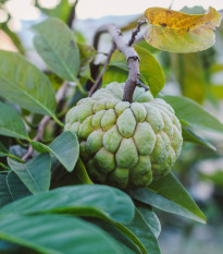 Anona jedlá - Láhevník jedlý - Annona edulis - 4 Ks