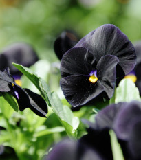 Maceška Black King - Viola wittrockiana - osivo macešky - 100 ks