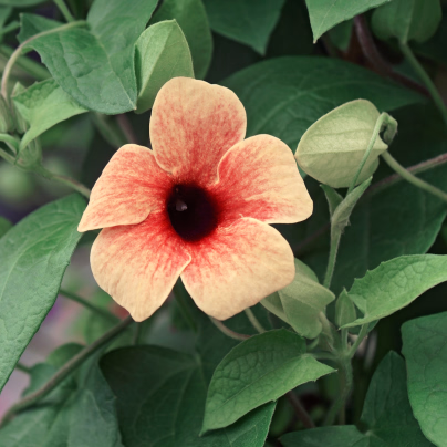 Smatovka křídlatá African Sunset - Thunbergia alata - osivo smatovky - 5 ks