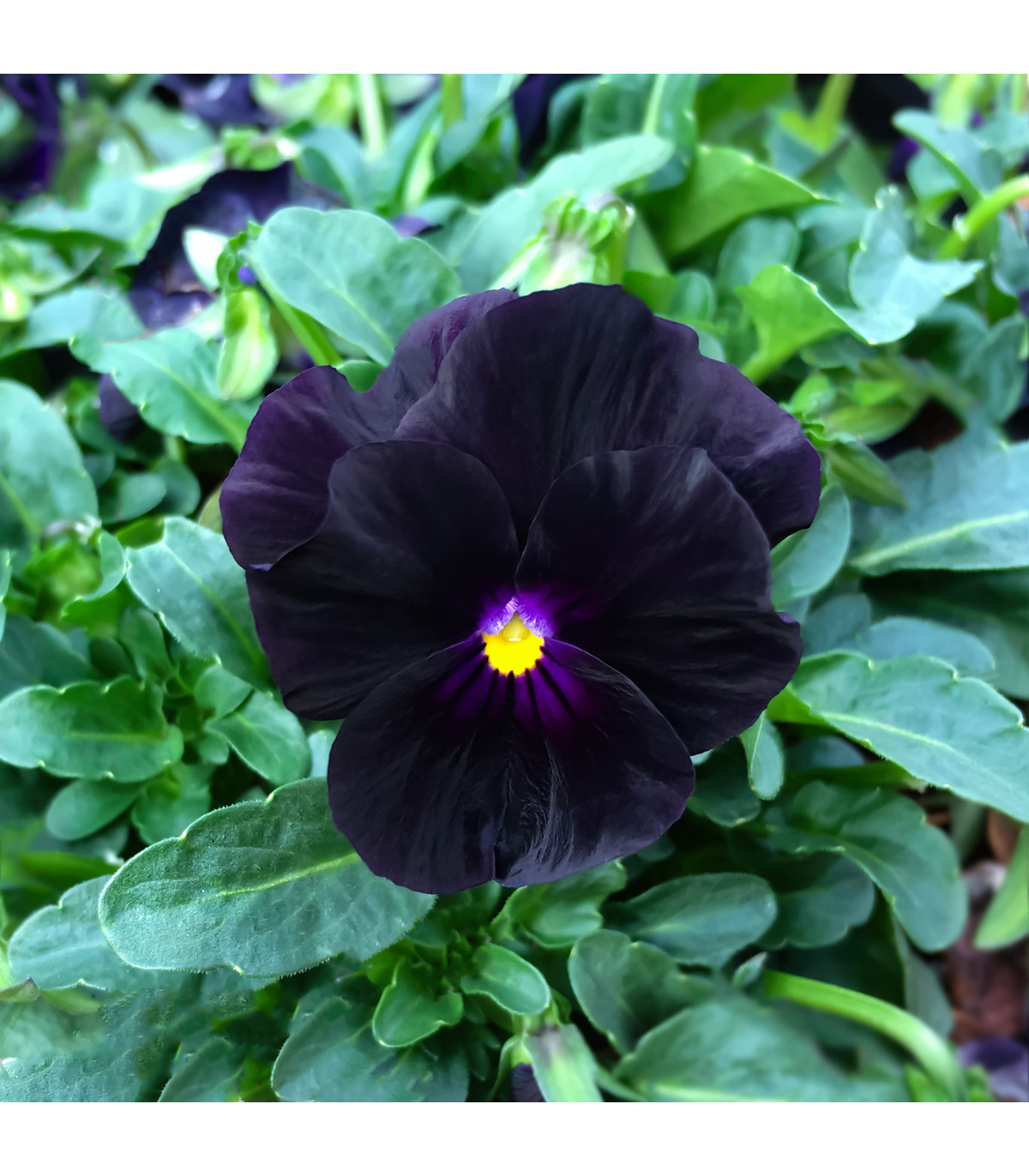 Violka rohatá Back to Black - Viola cornuta - osivo violky - 120 ks