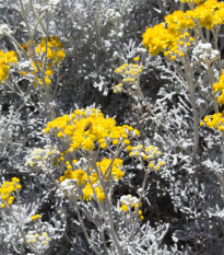 Starček přímořský - Cineraria maritima - osivo starčeku - 300 ks