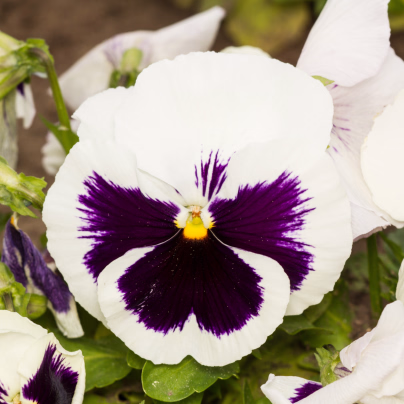 Maceška Silberbraut -  Viola wittrockiana - osivo macešky - 200 ks