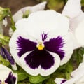 Maceška Silberbraut -  Viola wittrockiana - osivo macešky - 200 ks