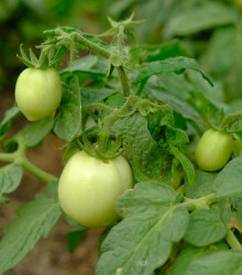 Rajče White Cherry - Lycopersicon esculentum - osivo rajčat - 7 ks