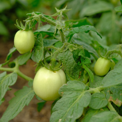 Rajče White Cherry - Solanum lycopersicum - osivo rajčat - 7 ks