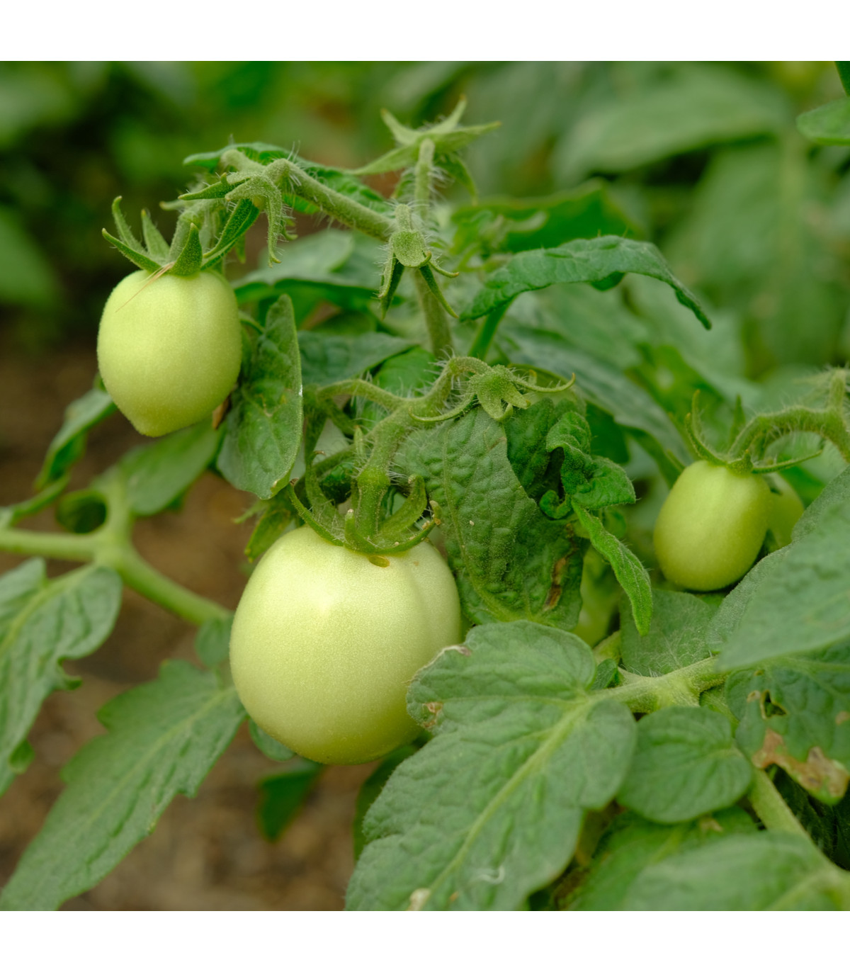 Rajče White Cherry - Solanum lycopersicum - osivo rajčat - 7 ks