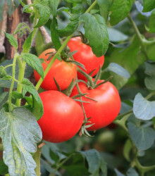 Rajče Karkulka - Lycopersicon Esculentum - osivo rajčat - 20 ks