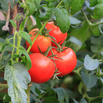 Rajče Karkulka - Lycopersicon Esculentum - osivo rajčat - 20 ks