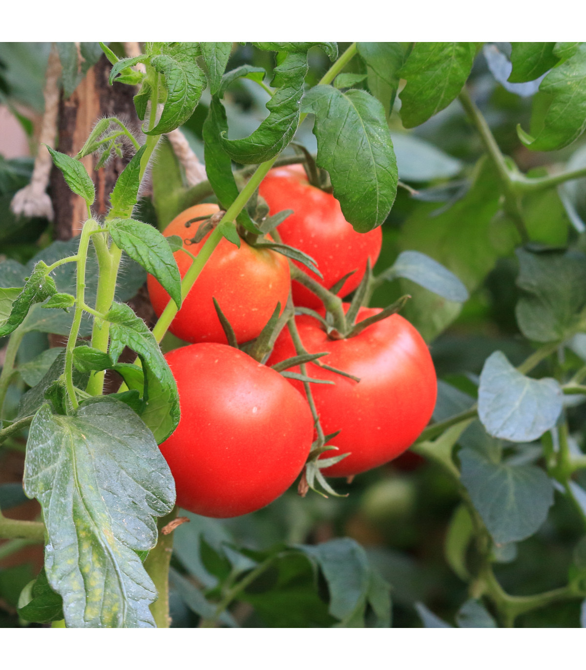 Rajče Karkulka - Solanum lycopersicum - osivo rajčat - 20 ks