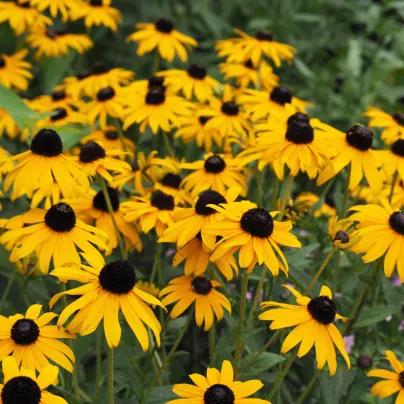 Třapatka okázalá Speciosa - Rudbeckia speciosa - prostokořenná sazenice třapatky - 1 ks
