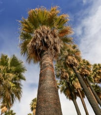 Palma Washingtonie vláknitá - Washingtonia filifiera - osivo palmy - 15 ks