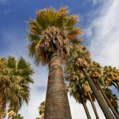 Palma Washingtonie vláknitá - Washingtonia filifiera - osivo palmy - 15 ks
