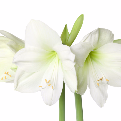 Hvězdník Mont Blanc - Hippeastrum - cibule hvězdníků - 1 ks