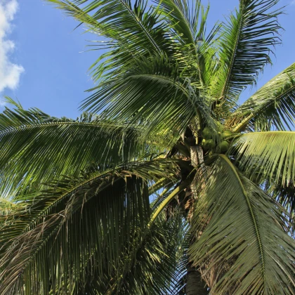 Palma madagaskarská - Beccariophoenix madagascariensis - osivo palmy - 2 ks
