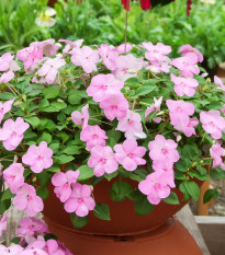 Netýkavka Accent růžová F1 - Impatiens walleriana - osivo netýkavky - 15 ks