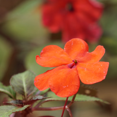 Netýkavka Accent oranžová F1 - Impatiens walleriana - osivo netýkavky - 15 ks